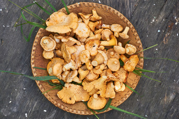 Chanterelle mushrooms in a bowl on a wooden background