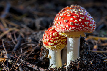 Two amanita mushrooms with white dots close-up in the forest - obrazy, fototapety, plakaty