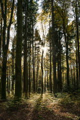 Sun Shining Through Swiss Forest Trees on a Sunny Spring Day.