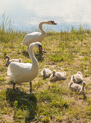 Obraz premium Family of white mute swans on shore