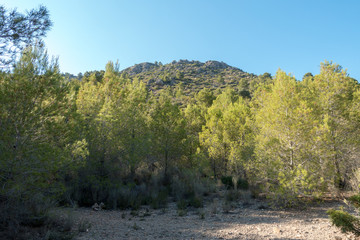 Trails of the desert of the palms in Castellon