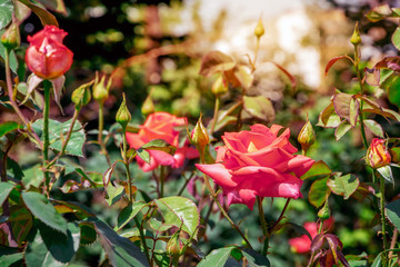 Red roses on a flower bed on a sunny summer day_