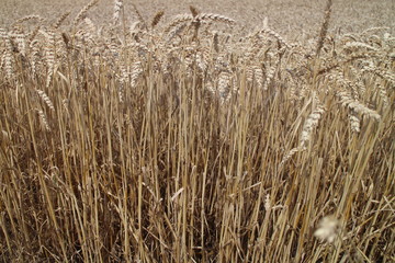 Fototapeta premium Field, vegetation, flora, plants,corn, cereal, grain, spikelet, spike, growth,amount, quantity, number, agriculture, husbandry,