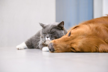 British short hair cat and golden retriever