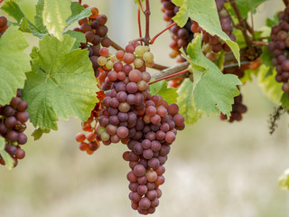 Cépages du Markgräflerland dans le sud de l'Allemagne. Grappes de raisin du terroir des collines de Tullingen