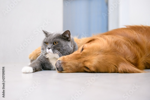 British Short Hair Cat And Golden Retriever Stock Photo And
