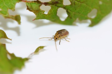 Viburnum leaf beetle - Pyrrhalta viburni