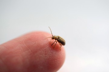 Pyrrhalta viburni - viburnum leaf beetle on finger
