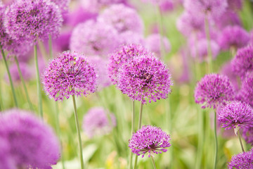 Obraz na płótnie Canvas beautiful bright and fluffy flowers of lilac allium blooming in the park or in the garden