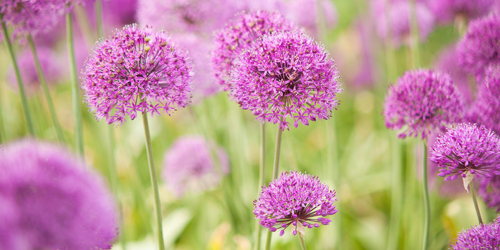 beautiful bright and fluffy flowers of lilac allium blooming in the park or in the garden