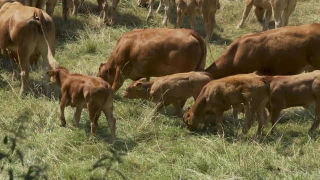 Herd of Cows in mid Summer with calfs
