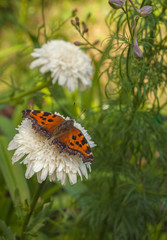 Garden Double chamomile with butterfly