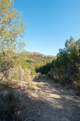 Obraz premium Trails of the desert of the palms in Castellon