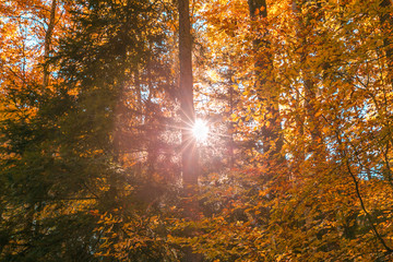 Sun Shining Through Forest Trees Foliage in Autumn.