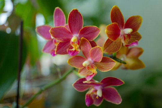 Beautiful rare orchid in pot on blurred  background
