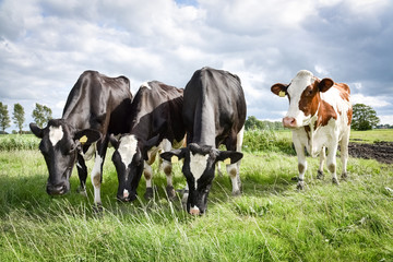 Holstein-Friesian Kühe nebeneinander auf einer Weide