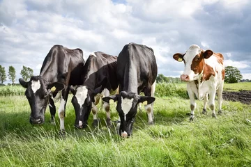 Photo sur Plexiglas Vache Vaches Holstein-Friesian côte à côte dans un pâturage
