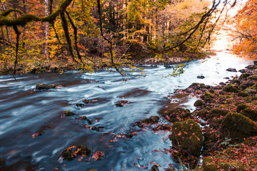 River Flowing through Mossy Rocks in Park Forest with Autumn Foliage