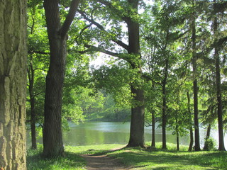 Park in summer on a sunny day: a beautiful landscape with trees and a lake