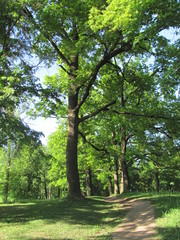 Oak in the park in summer