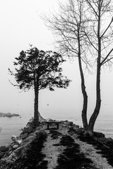 Tree on a lake shore in the middle of mist