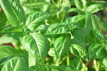 basilico erba aromatica usata in cucina, Sicilia