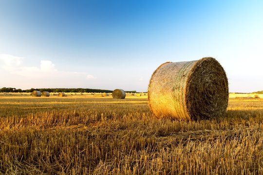 Rural morning landscape with golden straw bales