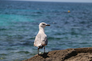 Obraz premium La mouette