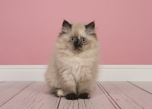 Seal point persian longhair kitten sitting in a studio living room on a pink background looking at the camera