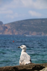 La mouette