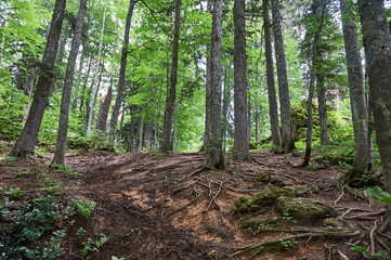 The Caucasus mountains in Russia