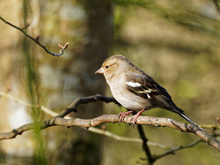 Female Chaffinch