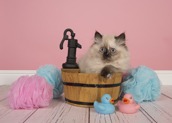 Seal point persian longhair kitten sitting in a bathroom tub in a studio bathroom setting on a pink background © Elles Rijsdijk