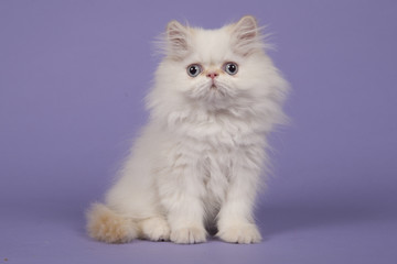 Persian longhair kitten with blue eyes sitting  on a purple background seen from the side