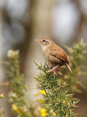 Wren Perched on Gorse