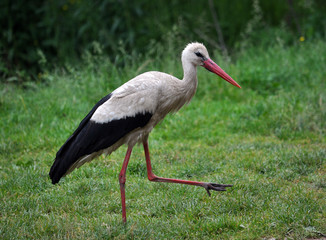 Stork walking on the grass