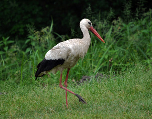 Stork walking on the grass