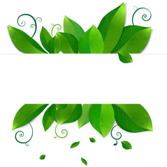 Fresh green leaves frame template with curling blank sheet paper design vector illustration