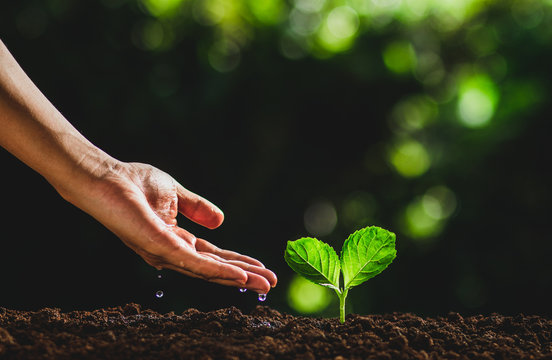 Beautiful nature,green bokeh,Plant tree in neutral background Close-Up Of Fresh Green Plant,Young hand