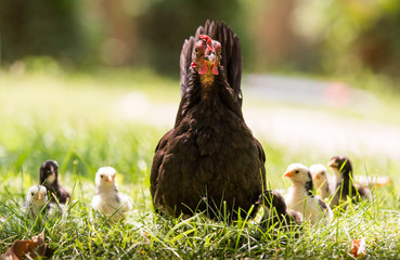 Hen with baby chickens