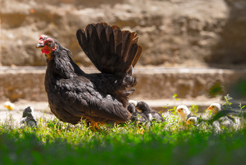 Hen with baby chickens