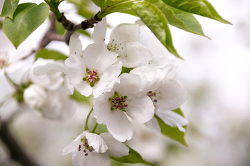 White apple tree flowers closeup. Blooming flowers in a sunny spring day background.