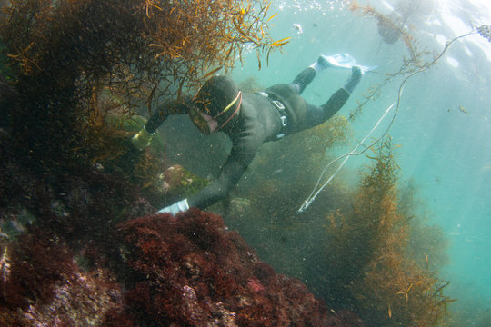 海藻を掻き分けてアワビを探す海女