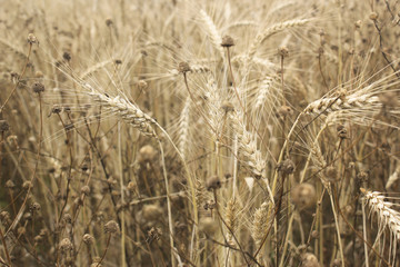 Рожь и ромашки