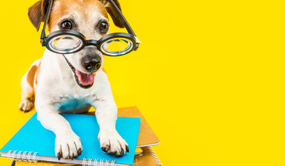 Happy back to school dpg yellow background. Nerd style in glasses. Lovely pet Jack russell terrier