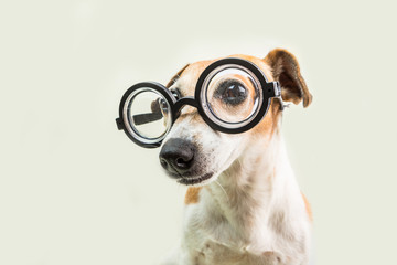 Adorable smart cute dog jack russell terrier in glasses. lovely nerd pet. back to school theme
