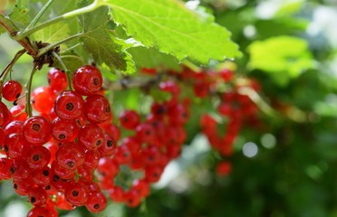 red currants
