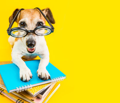 back to schoool small puppy dog on bright yellow background.