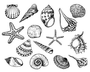 Hand drawn vector illustrations - collection of seashells. Marine set. Perfect for invitations, greeting cards, posters, prints, banners, flyers etc