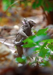 iguana love